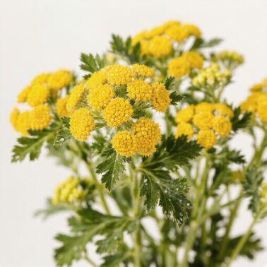 ����� (�����)